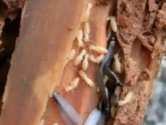 铜陵市白蚁防治公司分享雨季白蚁飞蚁集中入户，应急处理与长效防虫方案